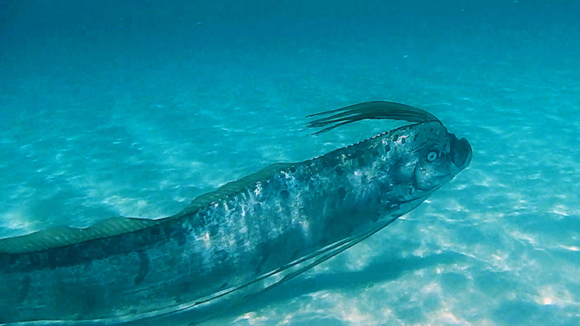 Oarfish - The Longest Bony Fish Species