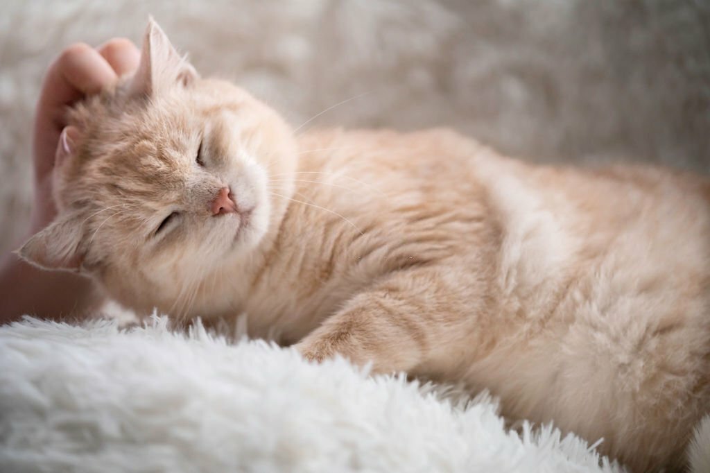 Scientists Have Only Just Figured Out How Cats Purr