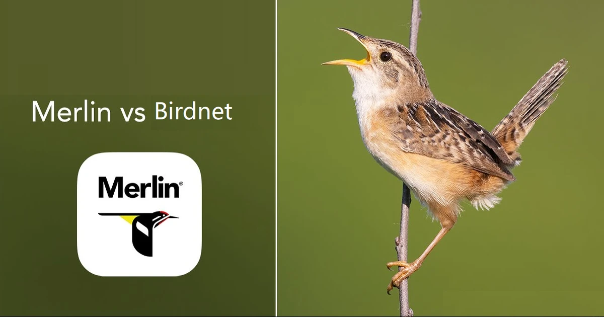 BirdNet Vs Merlin - 7 Key Comparisons To Elevate Your Birding Experience